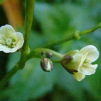 Cardamine africana L.